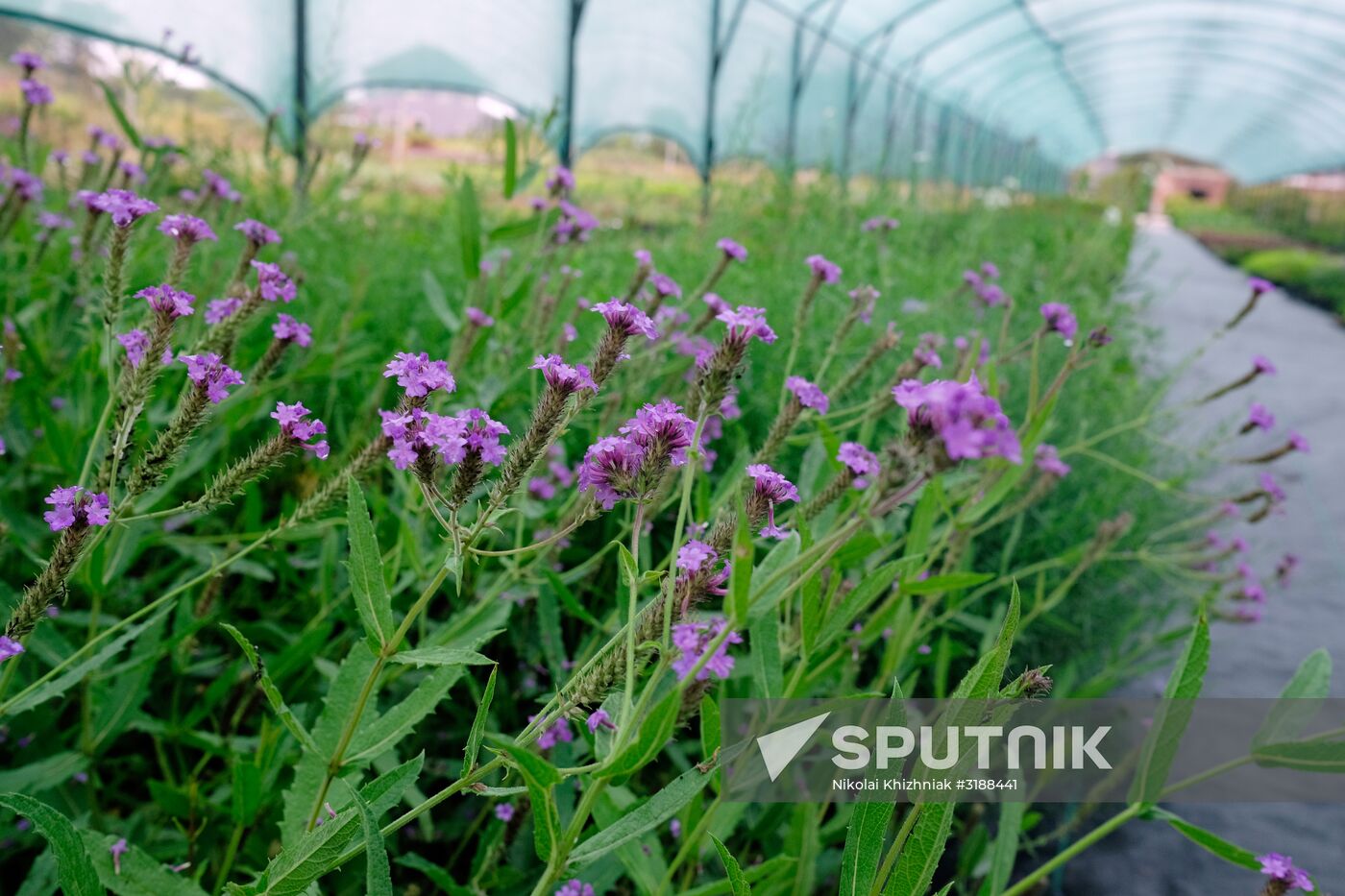 Plant nursery in Krasnodar Territory
