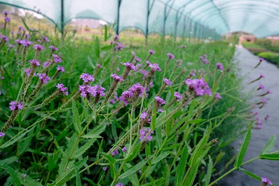 Plant nursery in Krasnodar Territory
