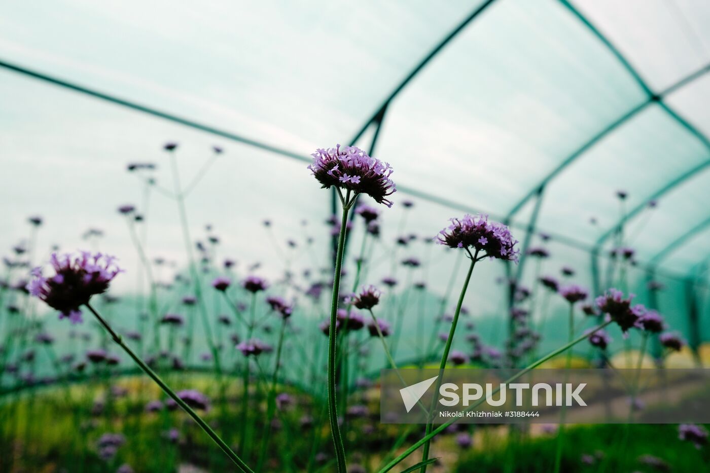 Plant nursery in Krasnodar Territory