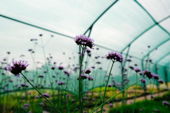 Plant nursery in Krasnodar Territory