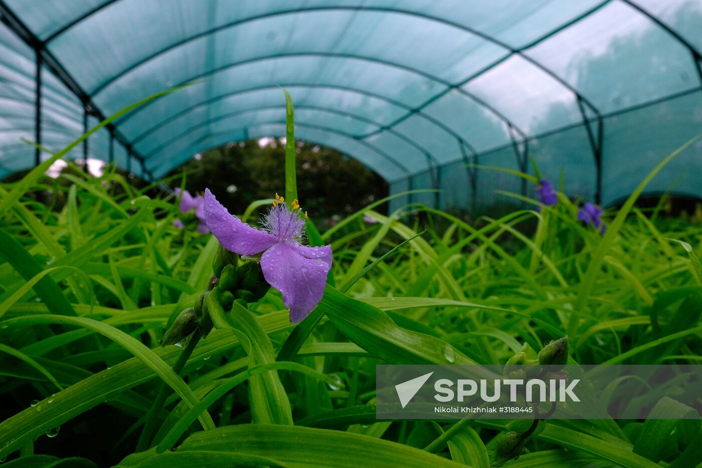 Plant nursery in Krasnodar Territory