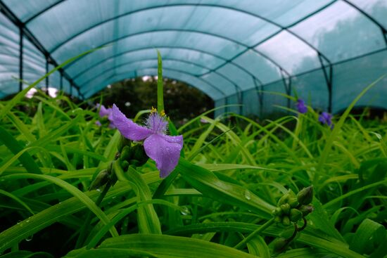 Plant nursery in Krasnodar Territory
