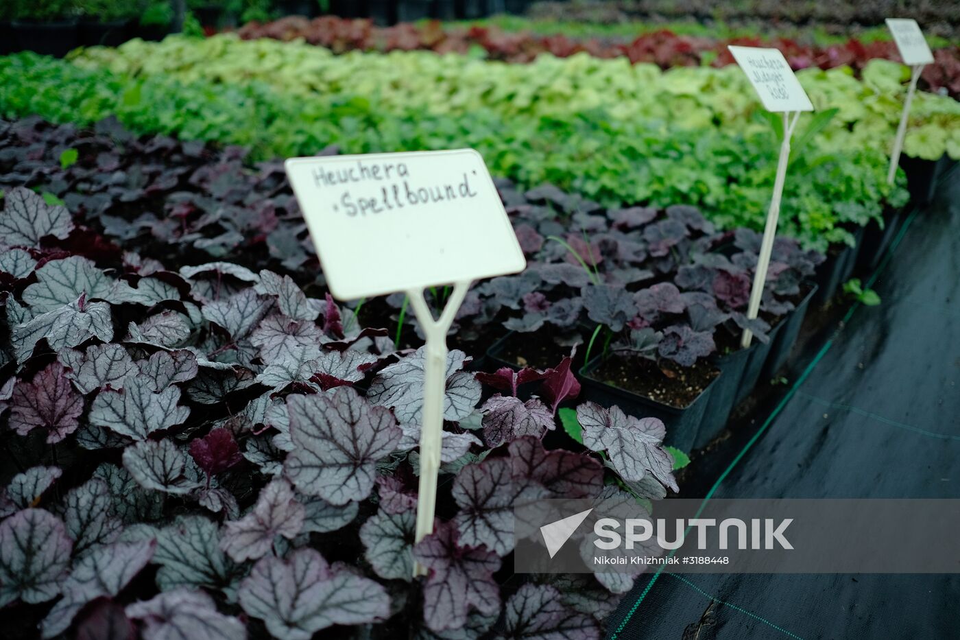 Plant nursery in Krasnodar Territory