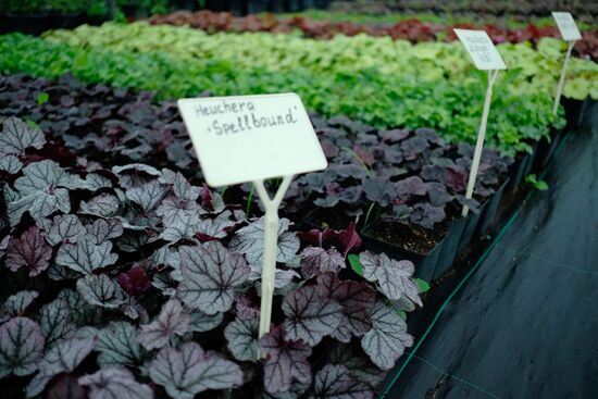 Plant nursery in Krasnodar Territory