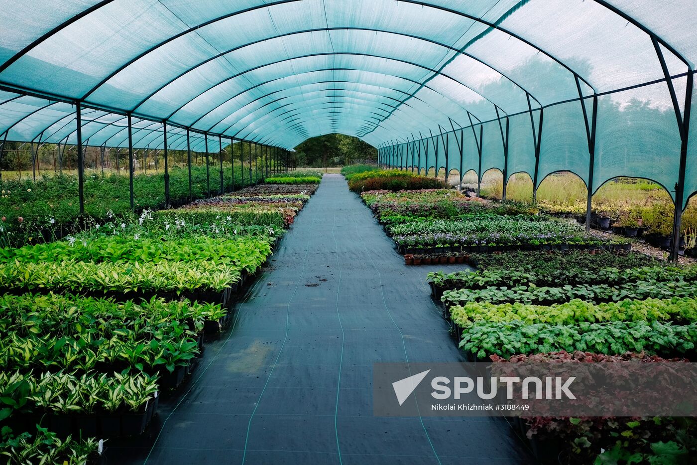 Plant nursery in Krasnodar Territory