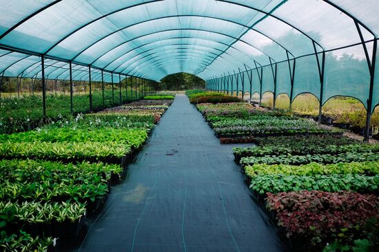 Plant nursery in Krasnodar Territory