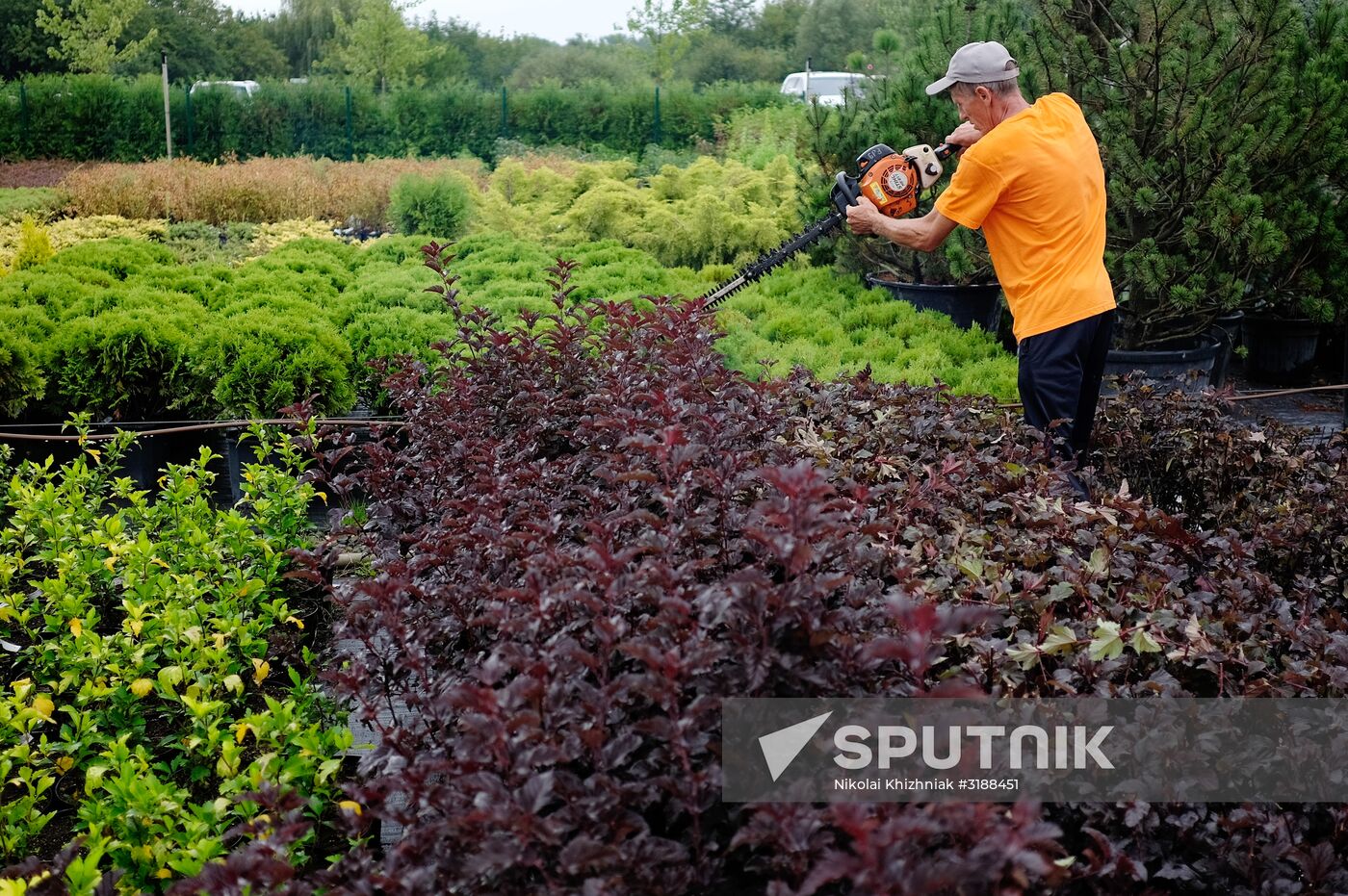 Plant nursery in Krasnodar Territory