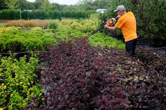 Plant nursery in Krasnodar Territory