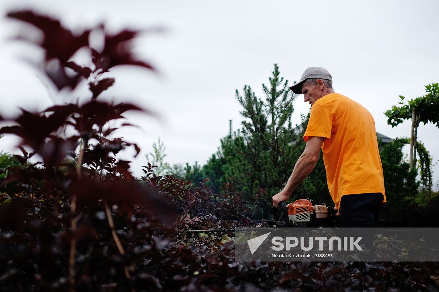A worker of the Eco-Sad Vostochny ornamental plant nursery cuts decorativ e bushes. Location: Russia, Krasnodar region. Author: Nikolai Khizhniak/Sputnik. Plant nursery in Krasnodar Territory