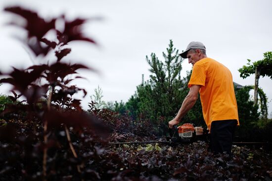 Plant nursery in Krasnodar Territory