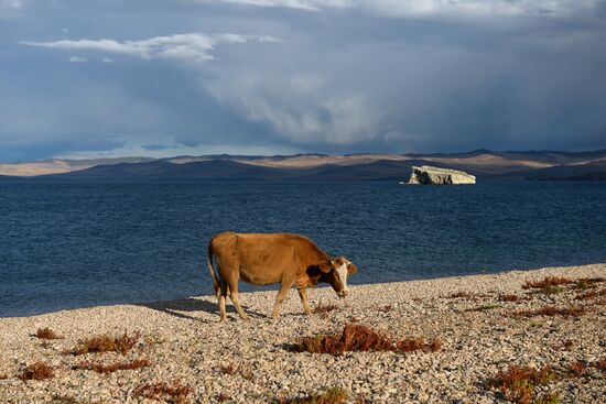 Garbage removal at Lake Baikal's water area and shores