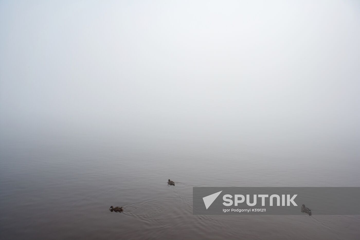 Petrozavodsk, Russia. Birds on a local waterfront.