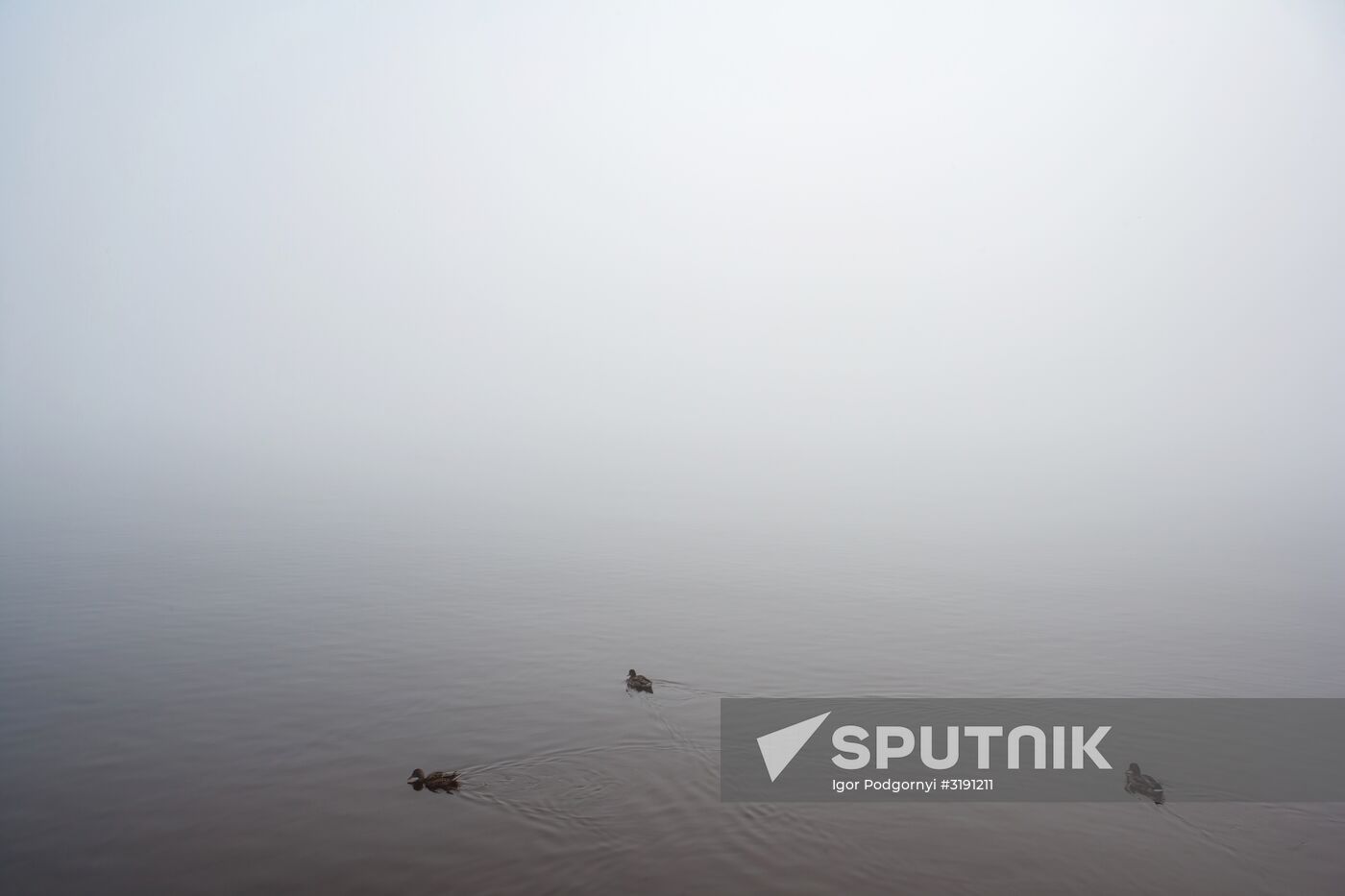Petrozavodsk, Russia. Birds on a local waterfront.