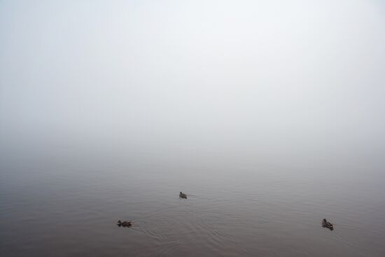 Petrozavodsk, Russia. Birds on a local waterfront.