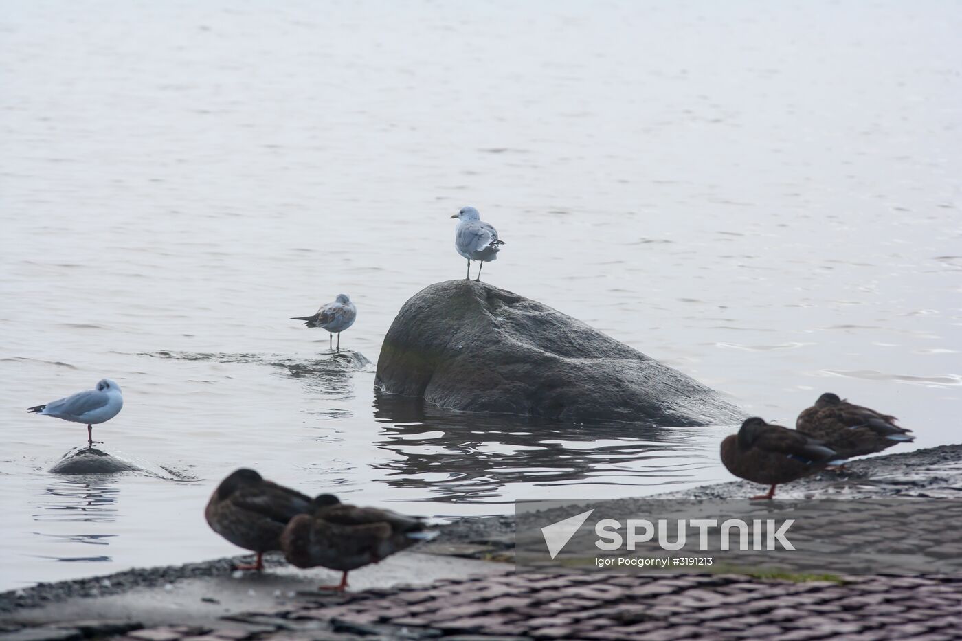 Cities of Russia. Petrozavodsk