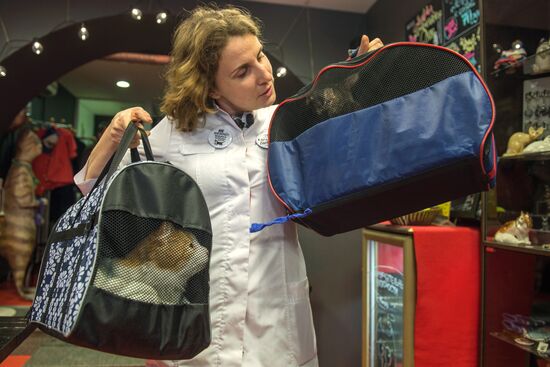 Hermitage cats were given away in St. Petersburg