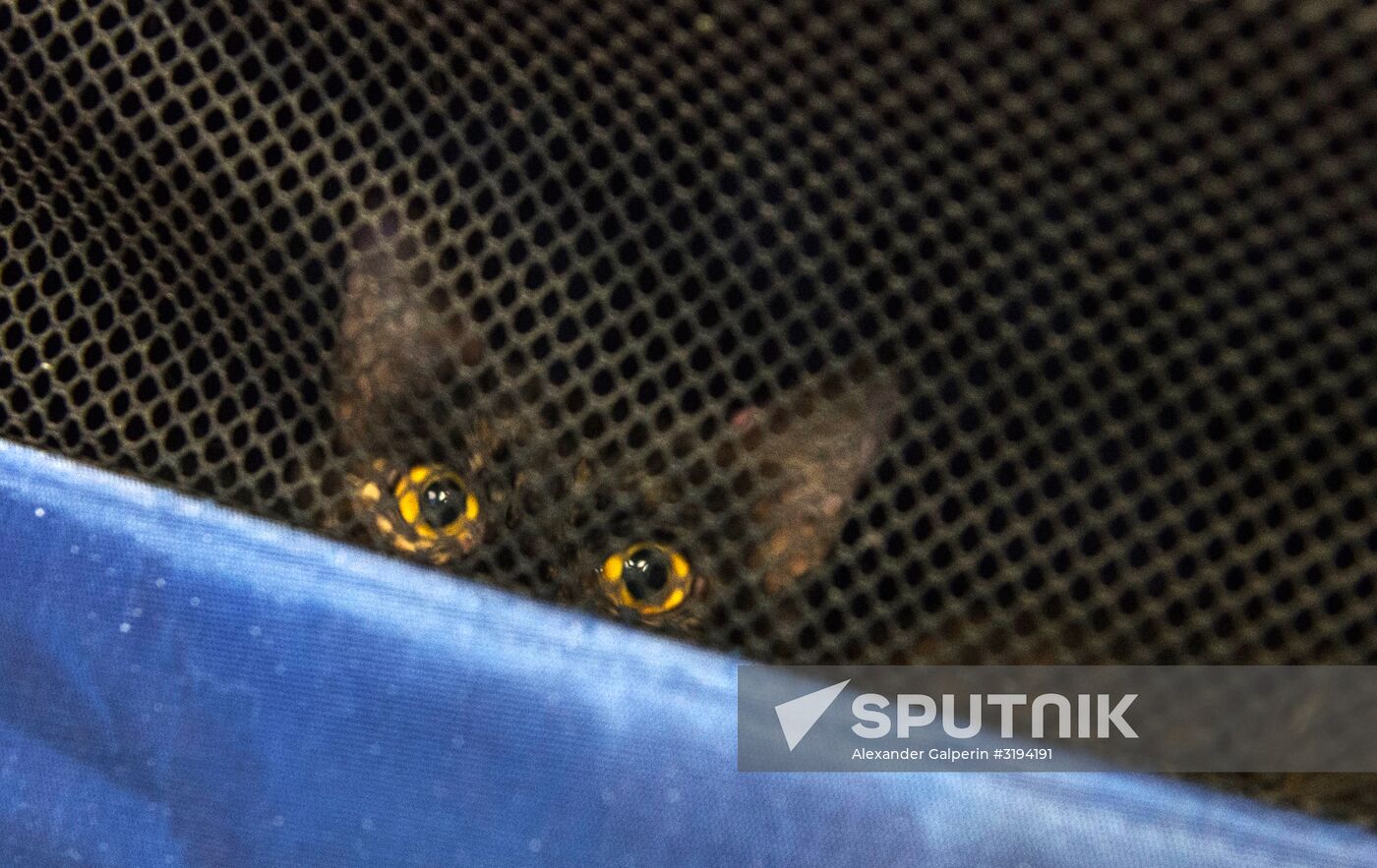 Hermitage cats were given away in St. Petersburg