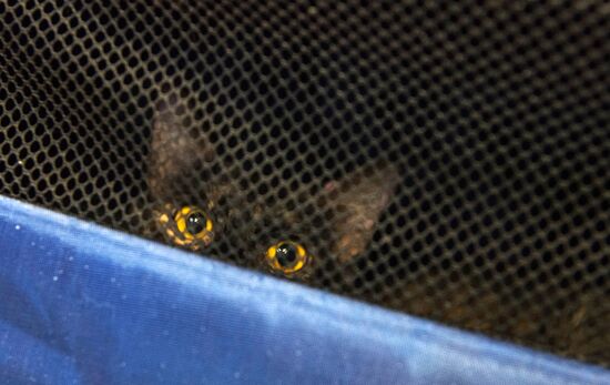 Hermitage cats were given away in St. Petersburg