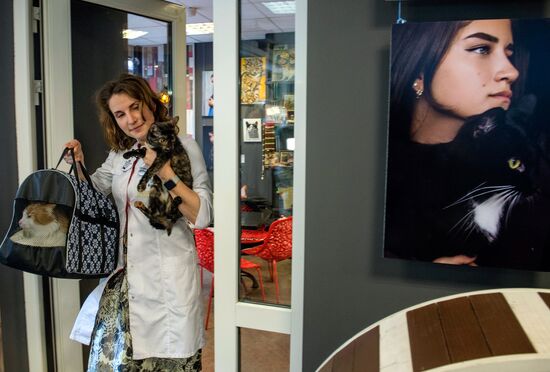 Hermitage cats were given away in St. Petersburg