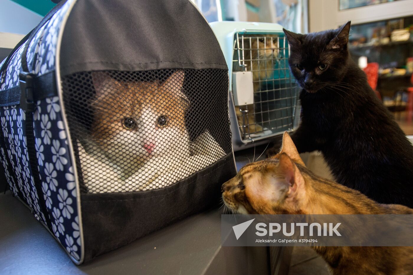 Hermitage cats were given away in St. Petersburg
