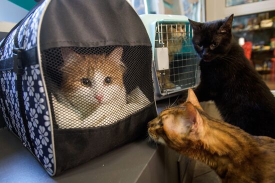 Hermitage cats were given away in St. Petersburg