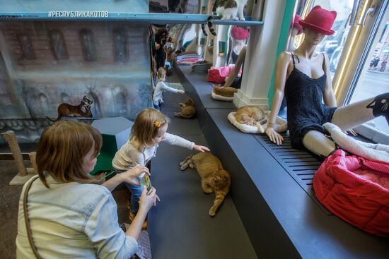 Hermitage cats were given away in St. Petersburg