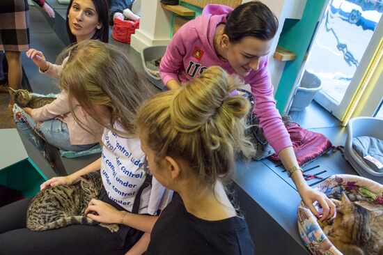 Hermitage cats were given away in St. Petersburg