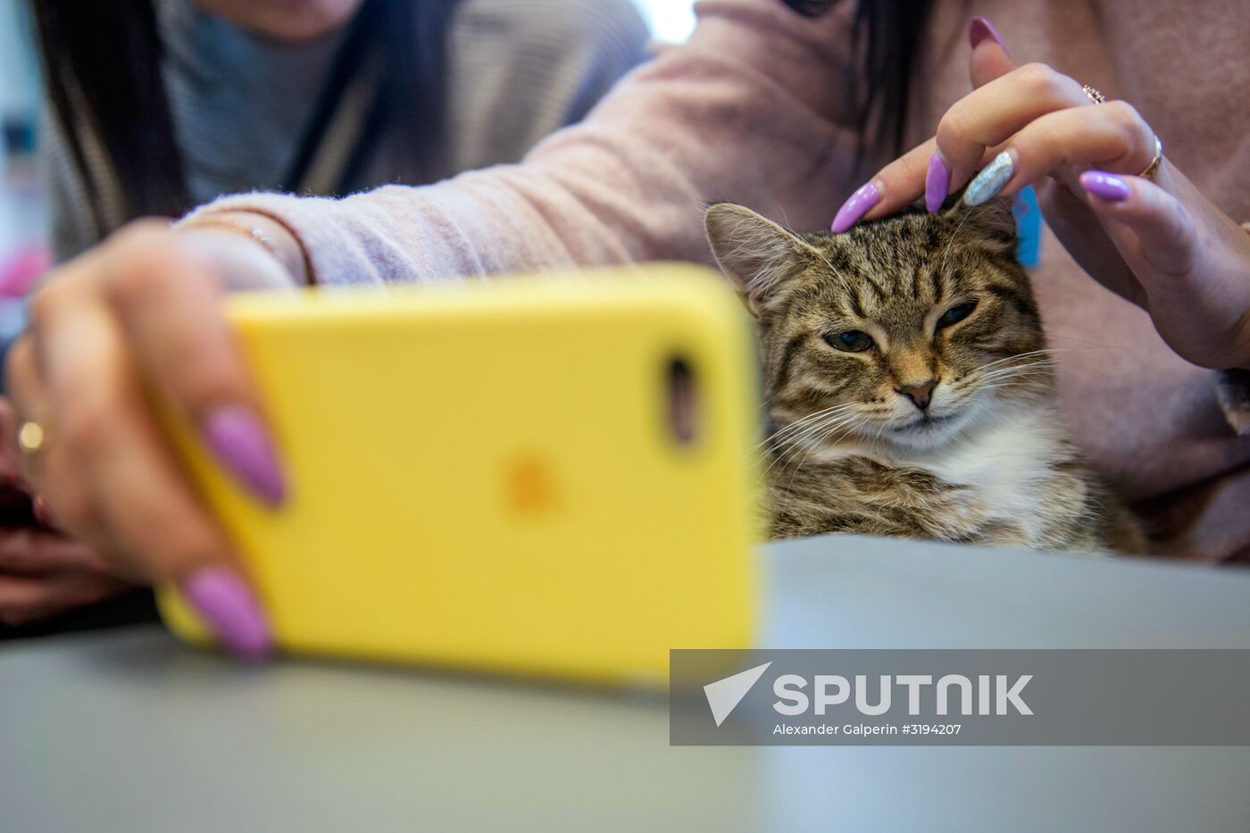 Hermitage cats were given away in St. Petersburg