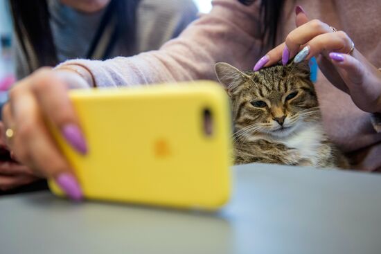 Hermitage cats were given away in St. Petersburg