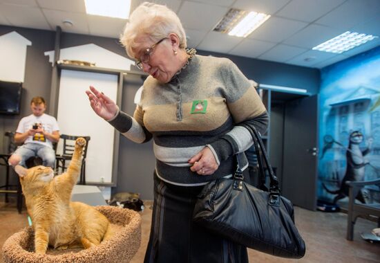 Hermitage cats were given away in St. Petersburg