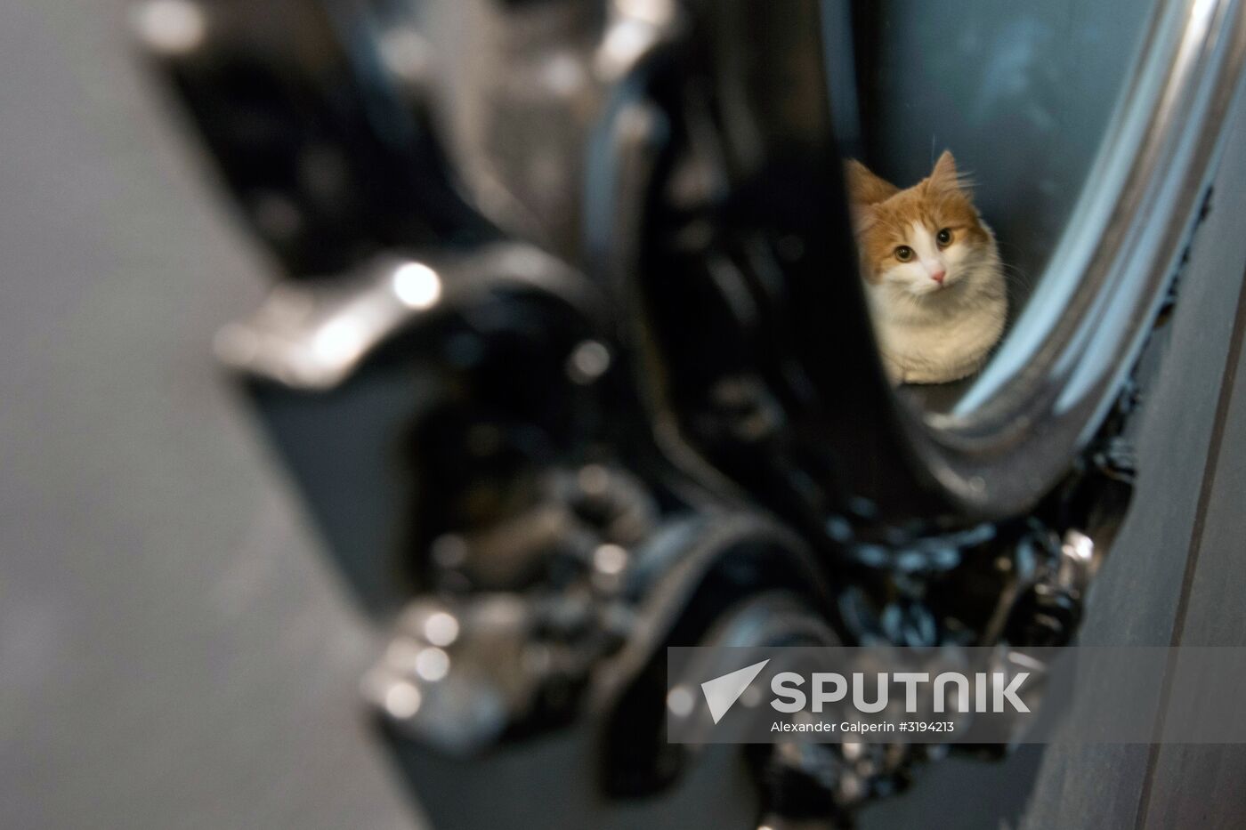 Hermitage cats were given away in St. Petersburg