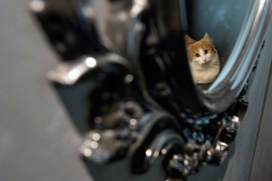 Hermitage cats were given away in St. Petersburg