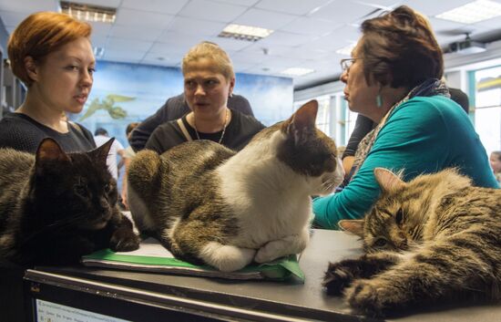 Hermitage cats were given away in St. Petersburg