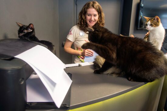 Hermitage cats were given away in St. Petersburg