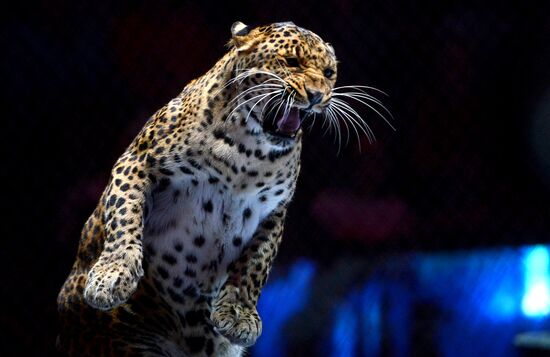 Gala show at World Festival of Circus Art IDOL