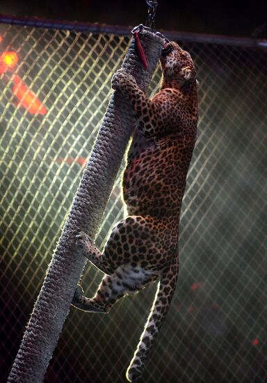 Gala show at World Festival of Circus Art IDOL