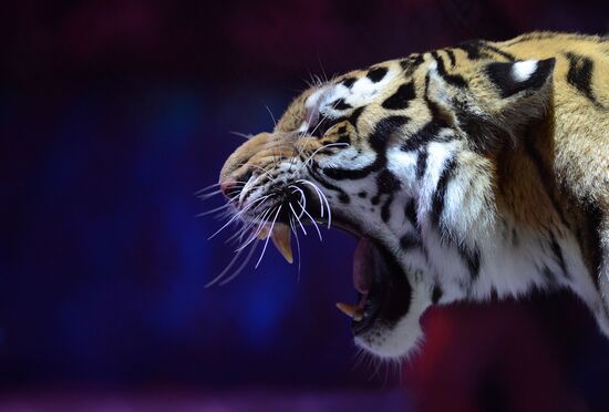 Gala show at World Festival of Circus Art IDOL