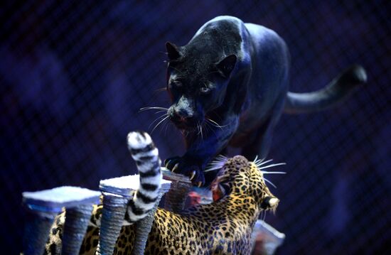 Gala show at World Festival of Circus Art IDOL