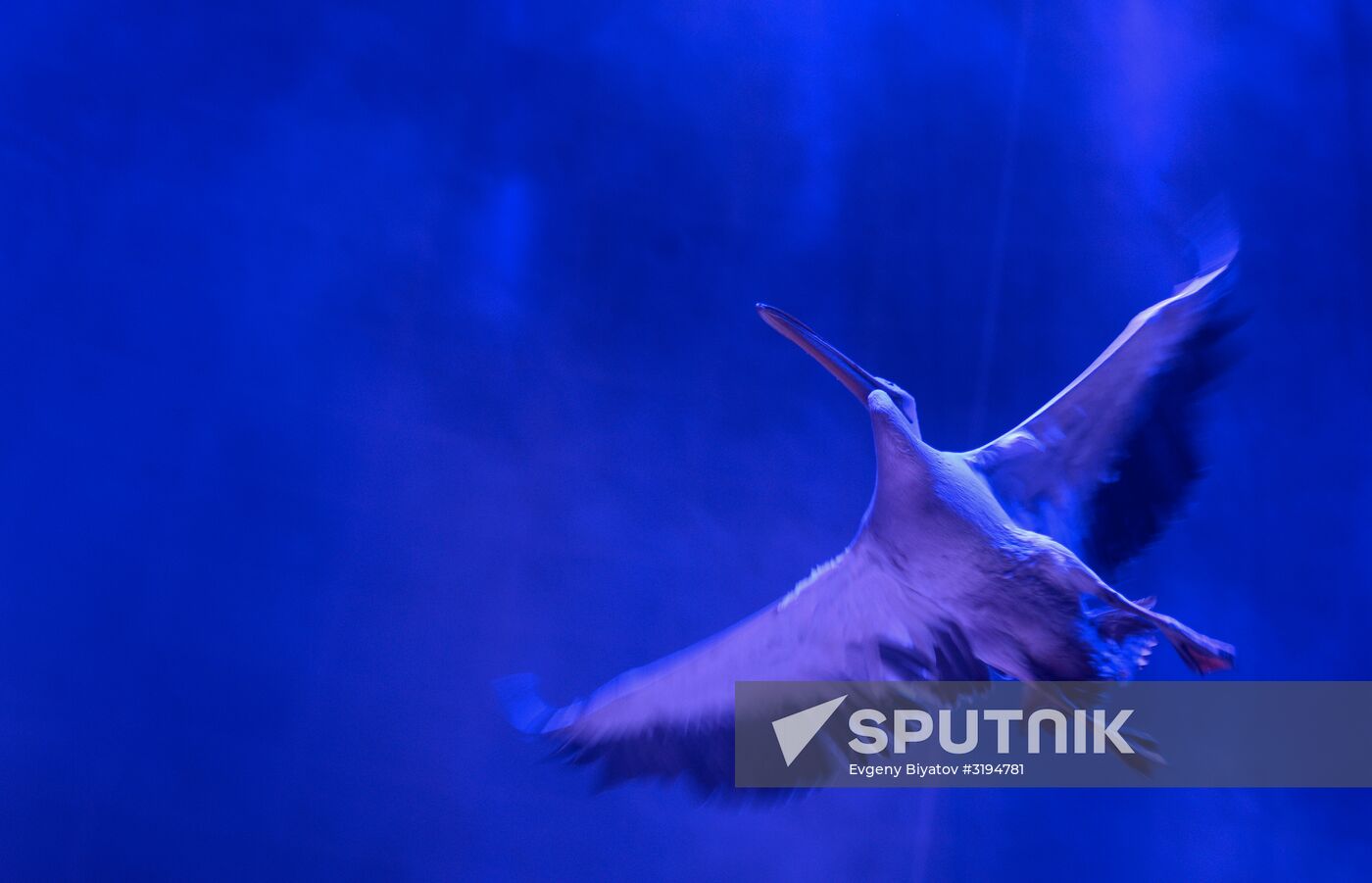 Gala show at World Festival of Circus Art IDOL