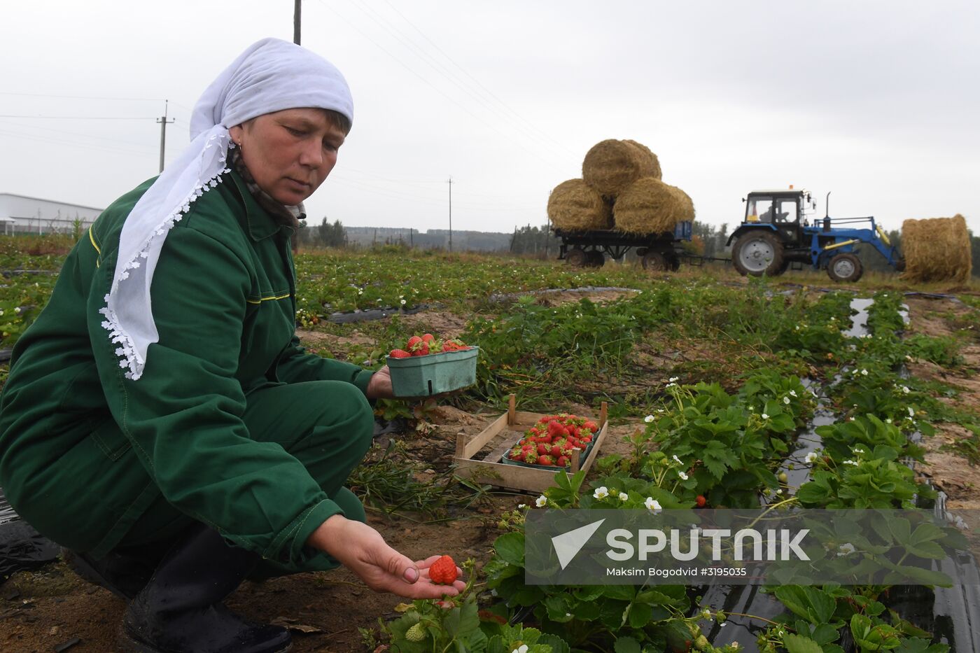 Picking up strawberries and raspberries in Tatarstan