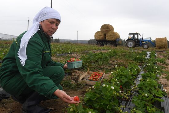 Picking up strawberries and raspberries in Tatarstan