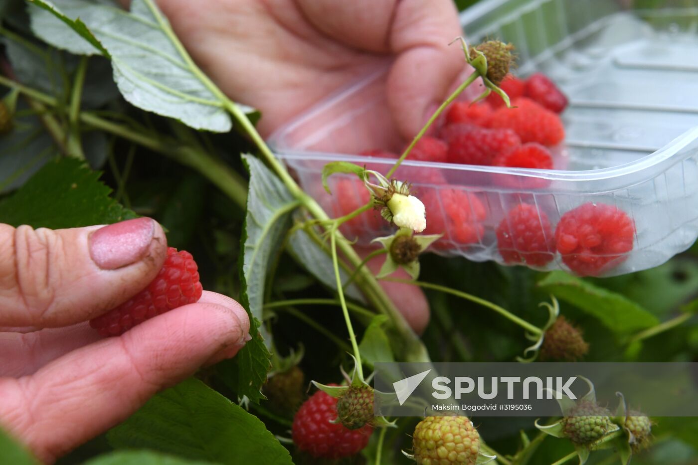 Picking up strawberries and raspberries in Tatarstan