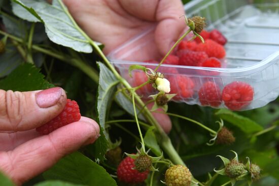 Picking up strawberries and raspberries in Tatarstan