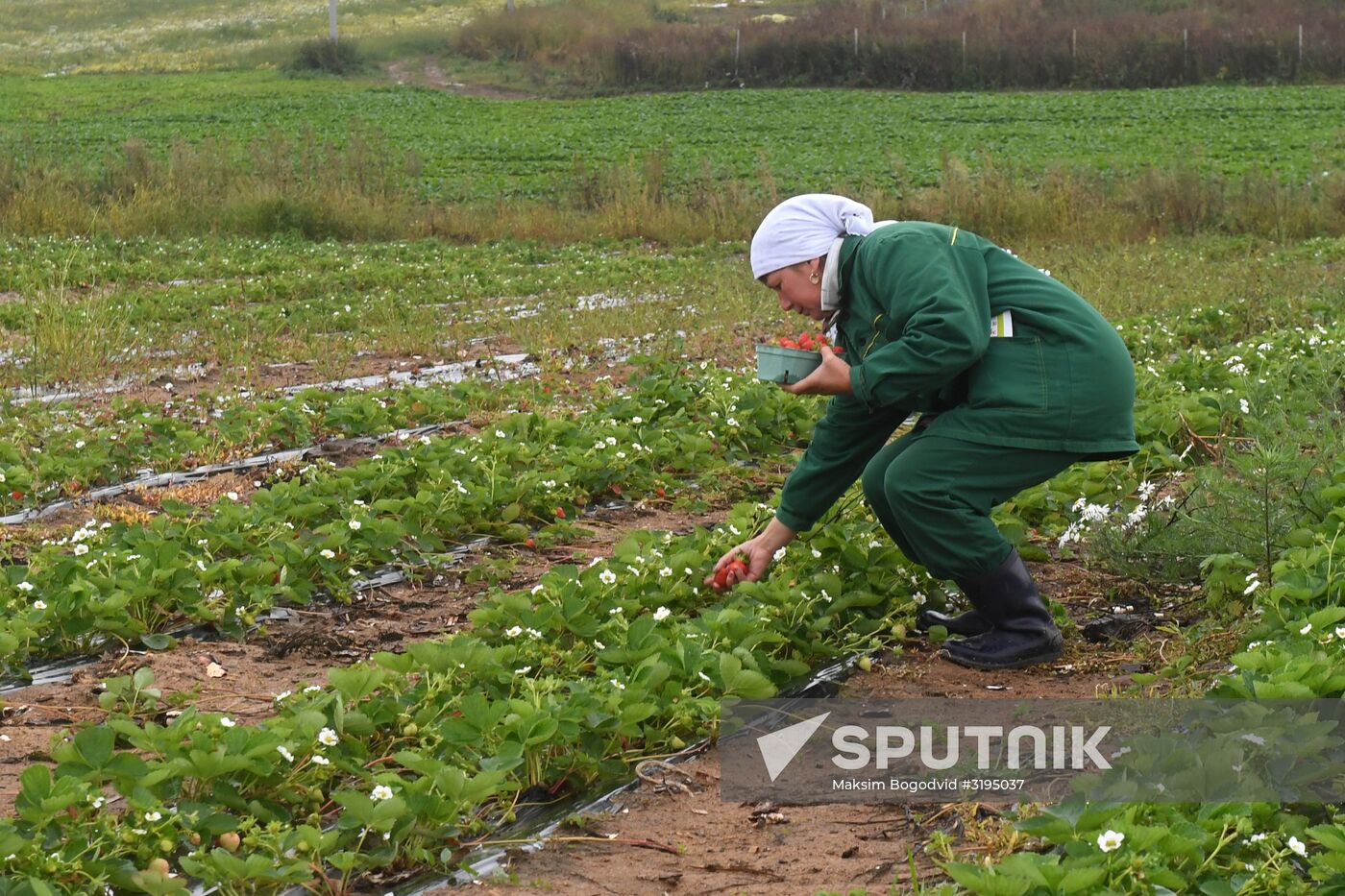 Picking up strawberries and raspberries in Tatarstan