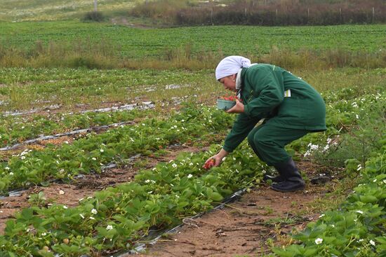 Picking up strawberries and raspberries in Tatarstan