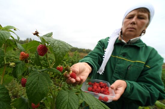 Picking up strawberries and raspberries in Tatarstan