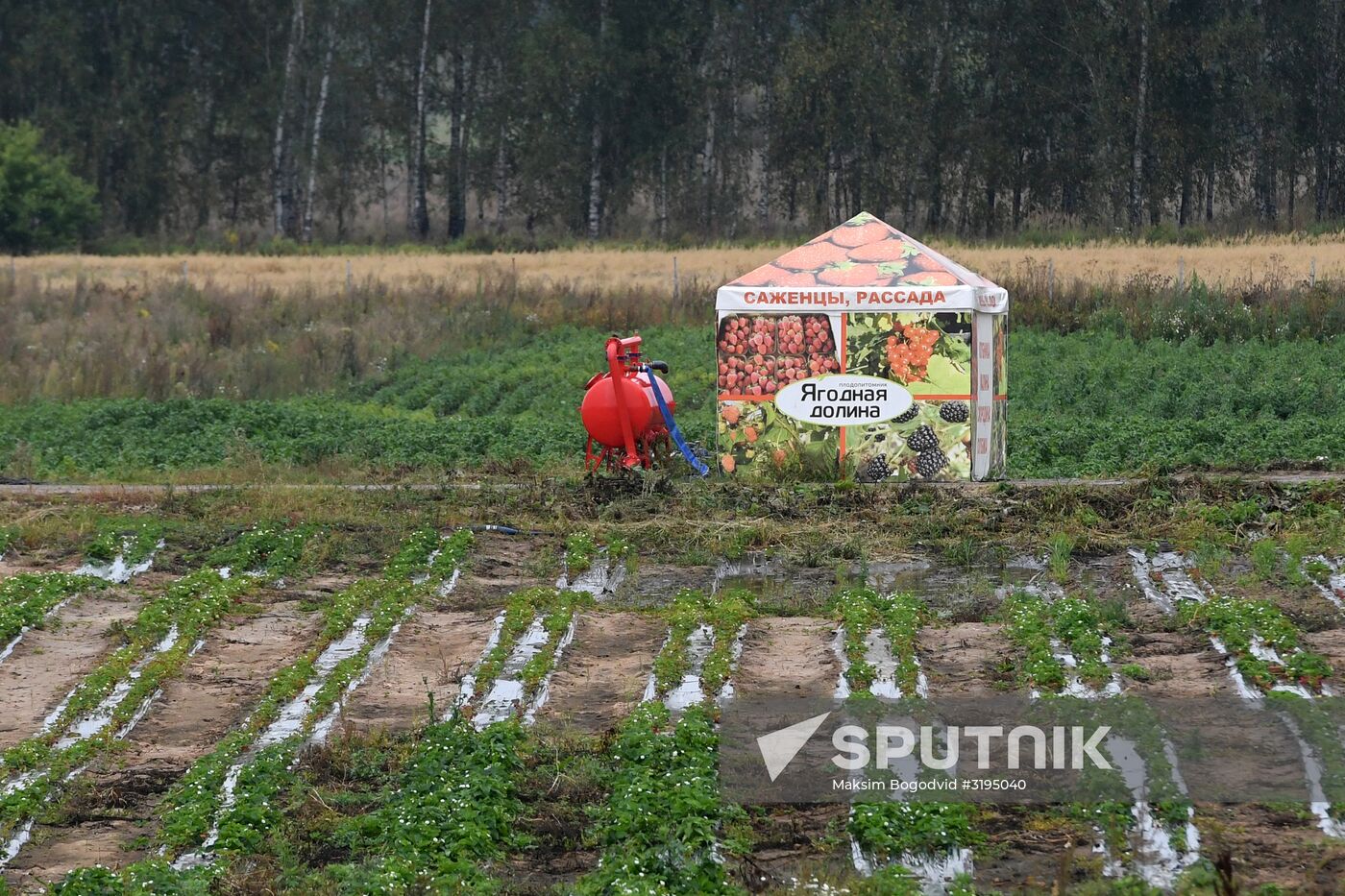 Picking up strawberries and raspberries in Tatarstan