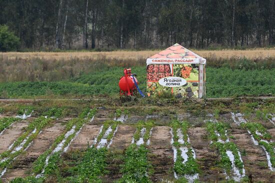 Picking up strawberries and raspberries in Tatarstan