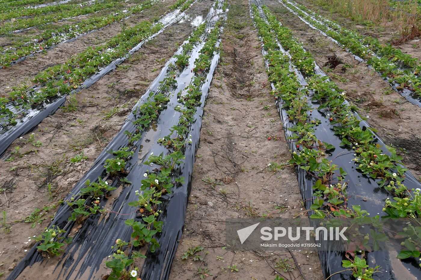 Picking up strawberries and raspberries in Tatarstan