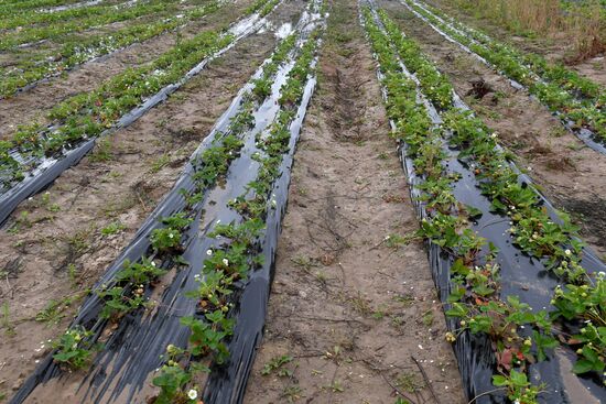 Picking up strawberries and raspberries in Tatarstan